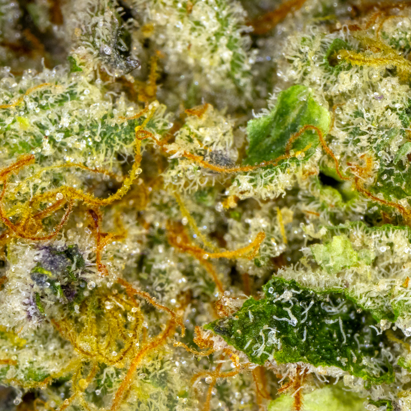 Wedding Cake | Aeriz | Aeroponic Cannabis